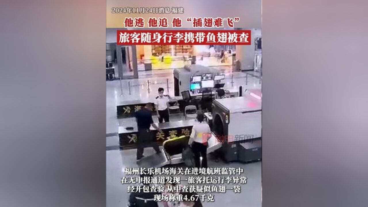 近日,福州海关所属福州长乐机场海关在进境航班监管中,在一名旅客行李查获疑似鱼翅一袋,经福州海关技术中心鉴定,送检鱼翅来源于...