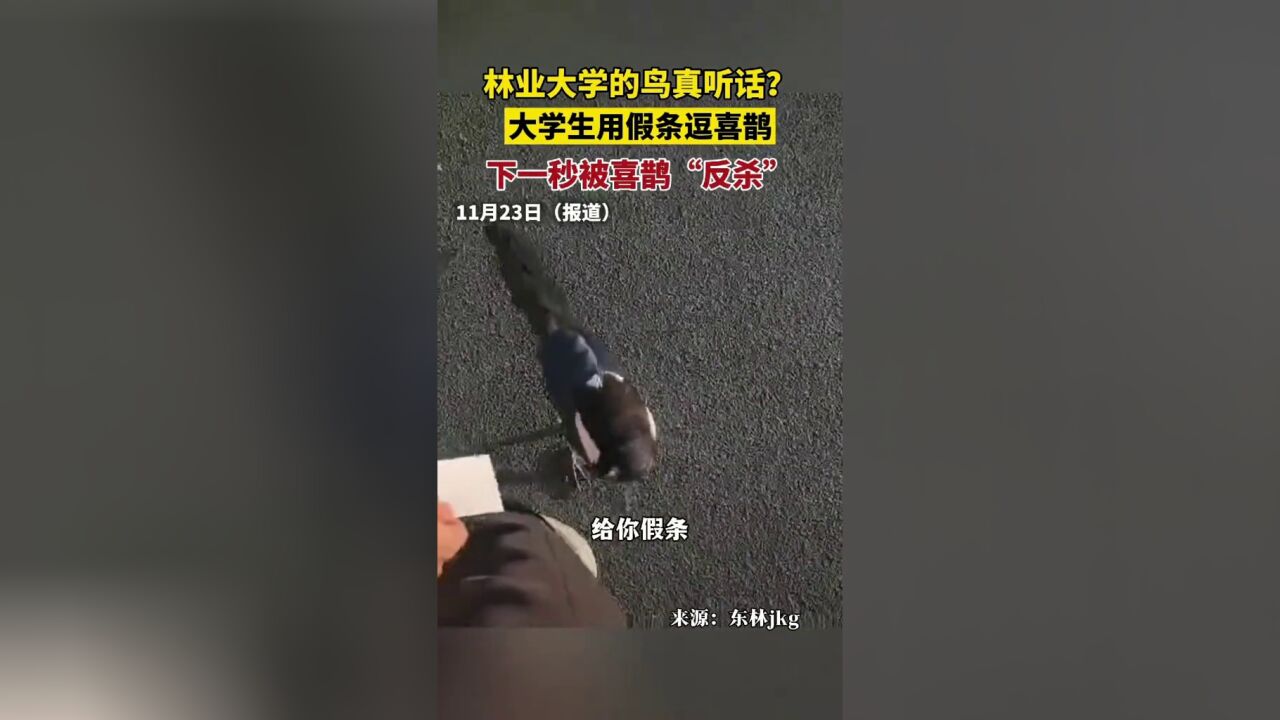 大学男生拿假条逗喜鹊玩,下一秒喜鹊叼起来就飞走