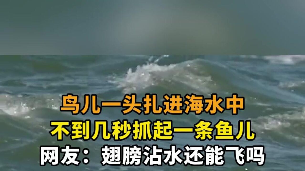 鸟儿一头扎进海水中,不到几秒抓起一条鱼儿,翅膀沾水还能飞吗