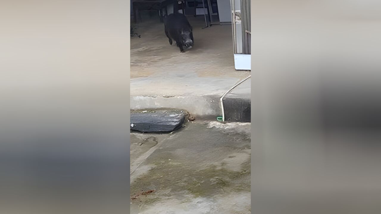 带狗捕猎有无授权?“野猪逃窜入户咬死老人”涉事捕猎队正接受调查