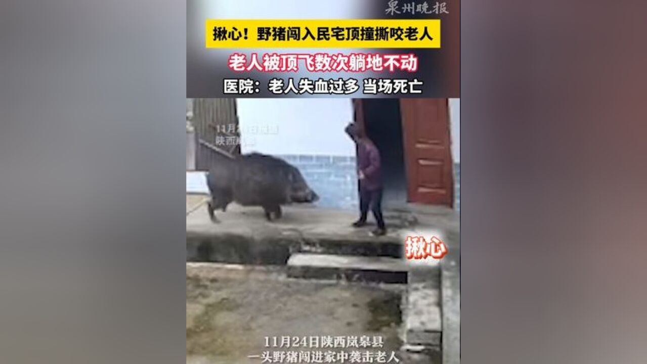 揪心!野猪闯民宅撕咬撞人,老人被顶飞数次躺地不动,医院:伤者失血过多死亡.#野猪