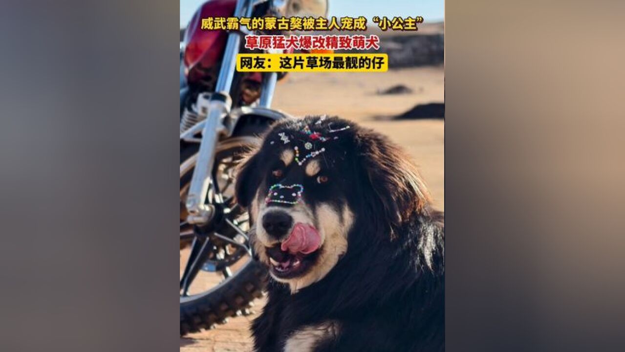 威武霸气的蒙古獒被主人宠成“小公主”,草原猛犬爆改精致萌犬,网友:这片草场最靓的仔