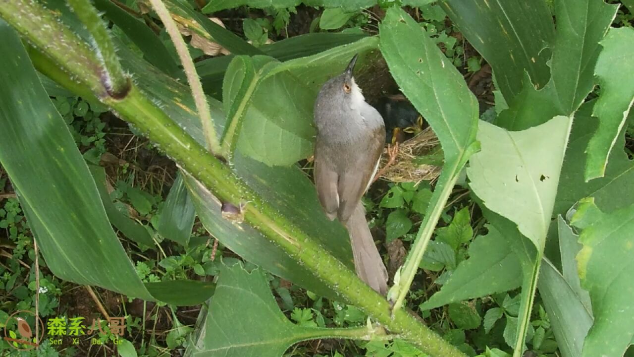 灰胸山鹪莺育雏第6天:终于天晴了,小鸟平安度过,长出了羽管