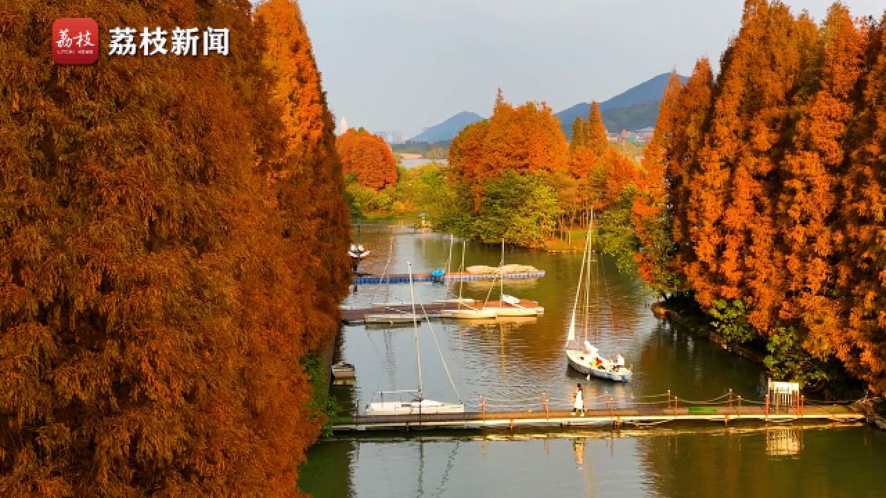 一草一木皆是画!杭州湘湖水杉进入全年绝美时