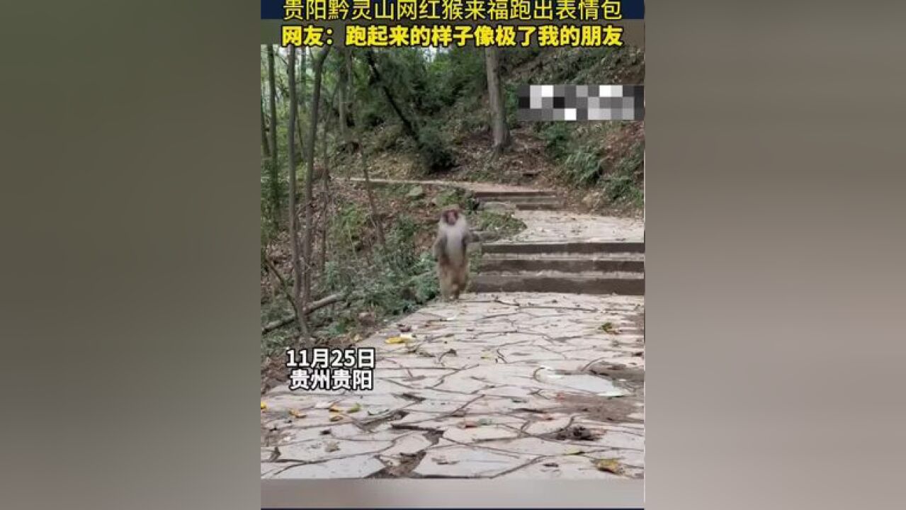 贵阳黔灵山网红猴来福跑出表情包#原谅我不厚道的笑了