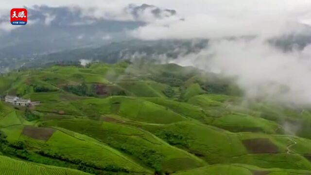 奋进的春天︱黔茶满山香