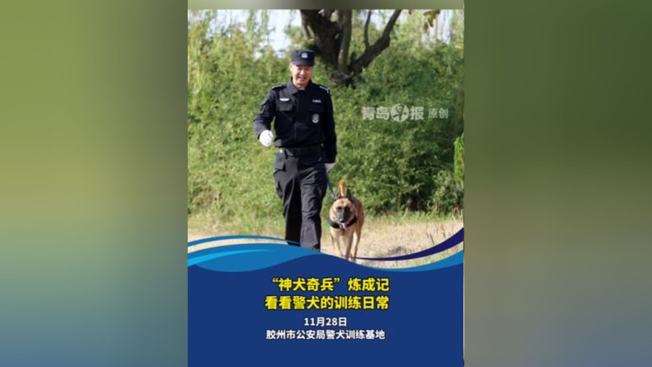 “神犬奇兵”炼成记,看看警犬的训练日常