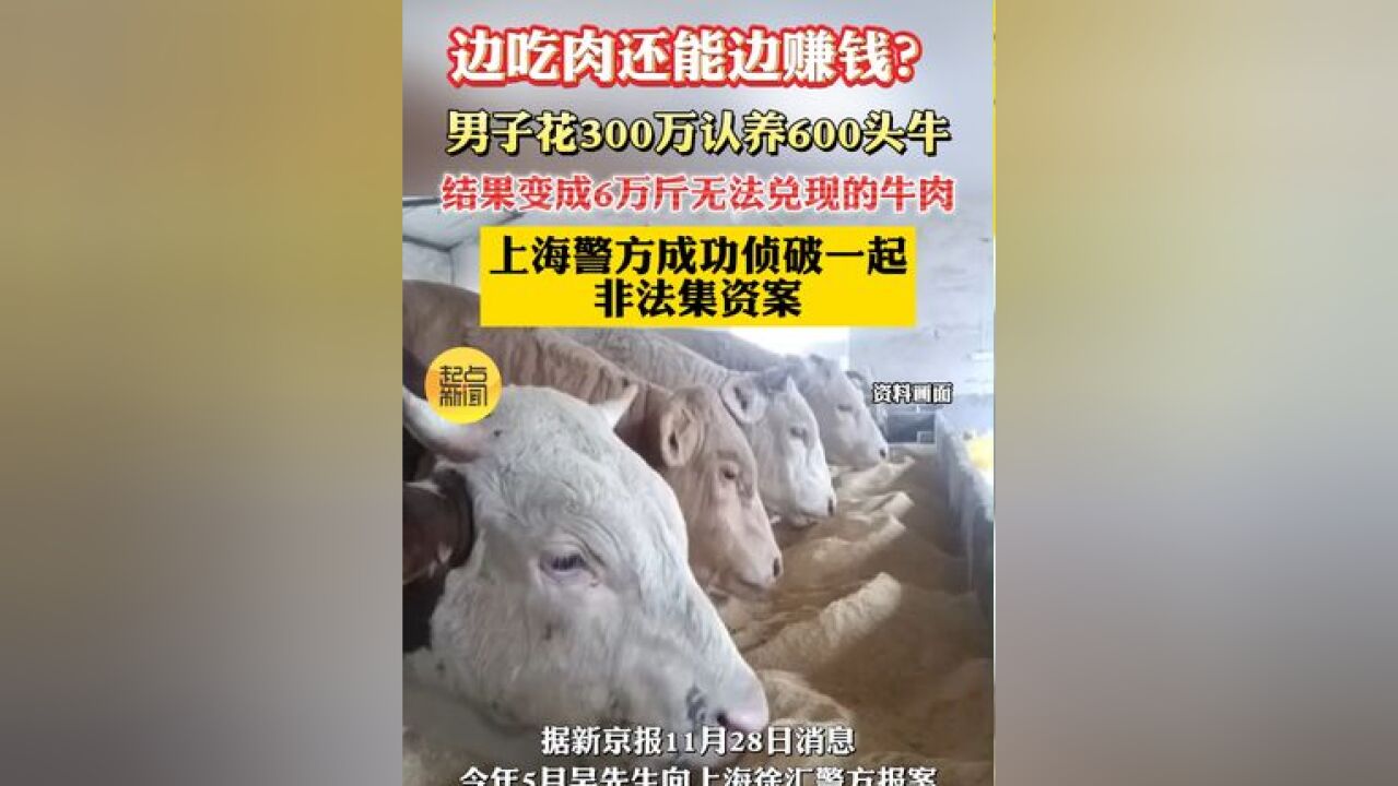 边吃肉还能边赚钱?男子花300万认养600头牛,结果变成6万斤无法兑现的牛肉,上海警方成功侦破一起非法集资案