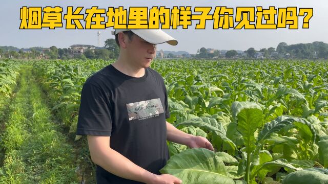 烟草为什么一经引进就无法停止,究竟给我们带来了什么?