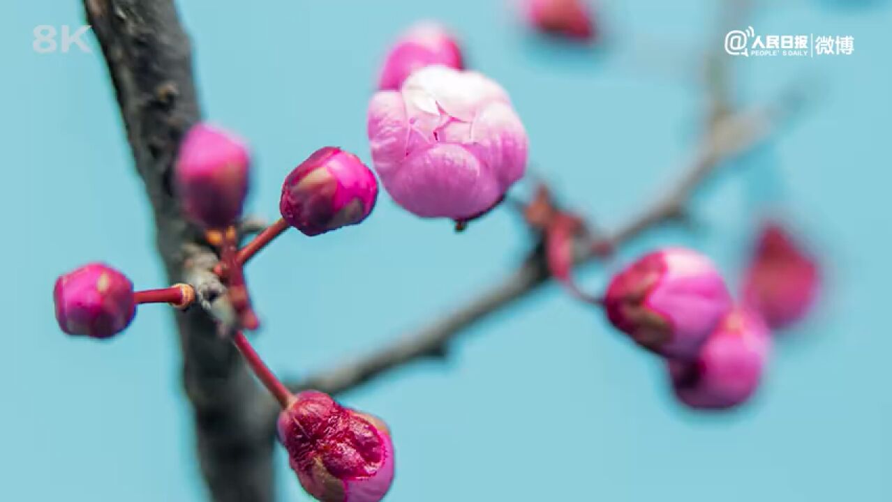 花开忘忧!超高清视频看梅花绽放瞬间