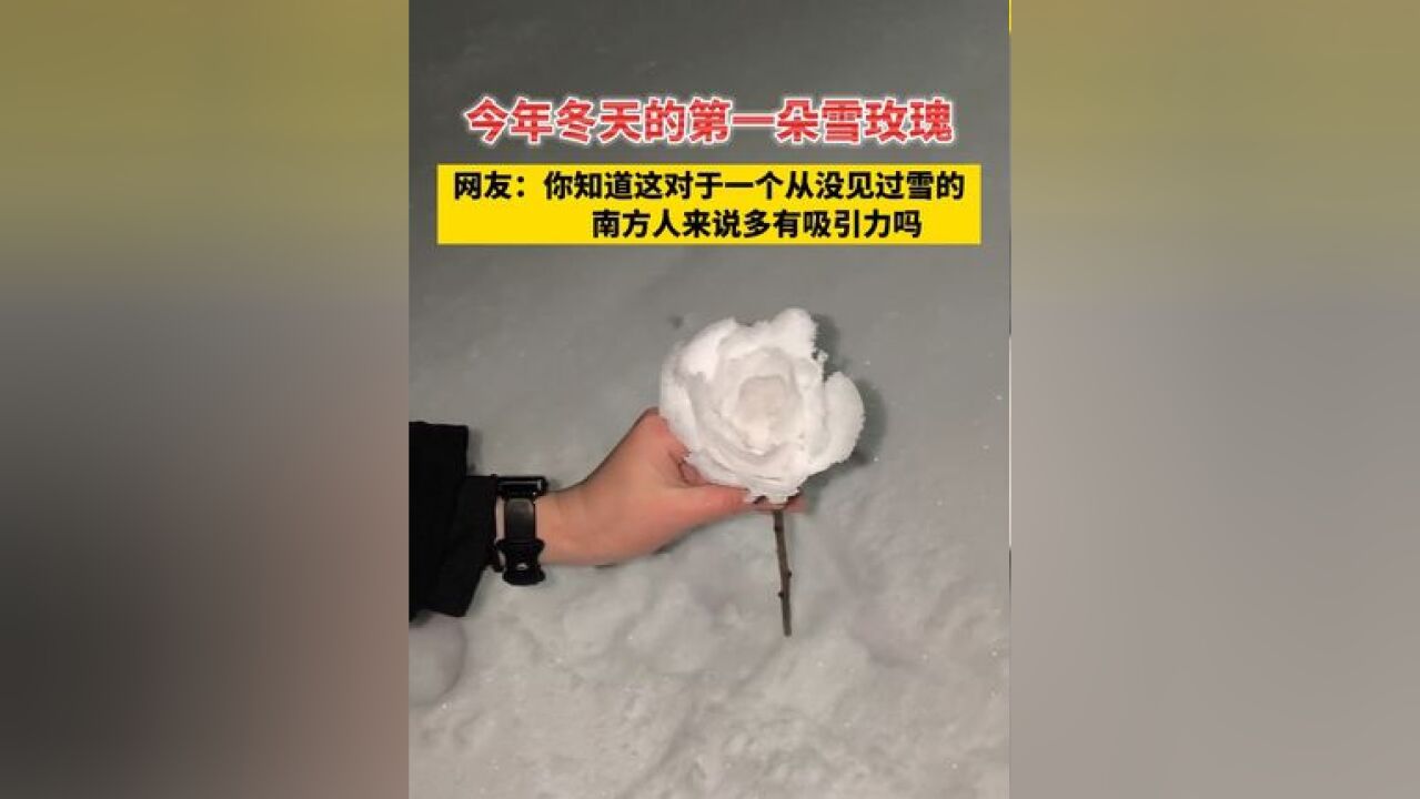 今年冬天的第一朵雪玫瑰 网友:你知道这对于一个从没见过雪的南方人来说多有吸引力吗