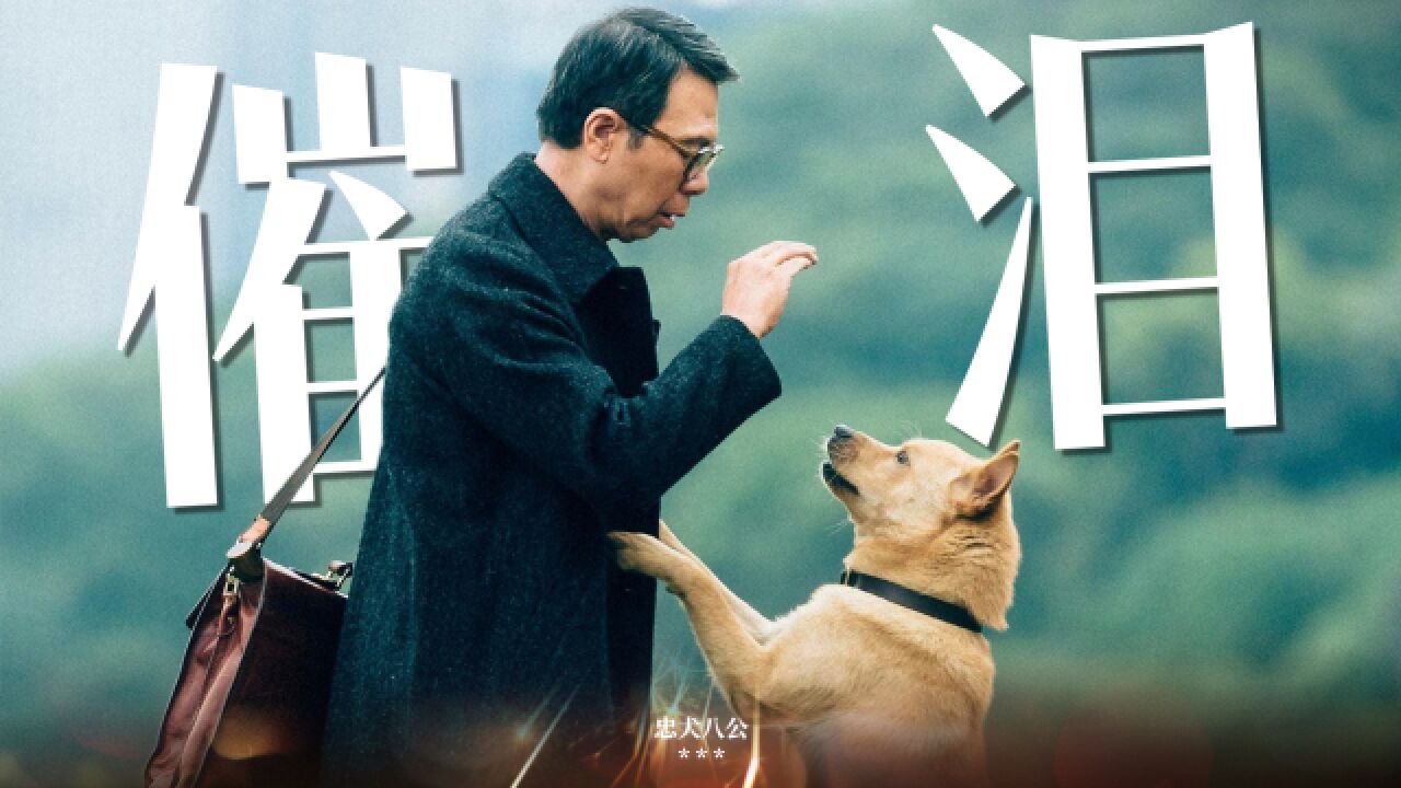 《忠犬八公》催泪!小狗用一生守护主人,温暖治愈太戳心了