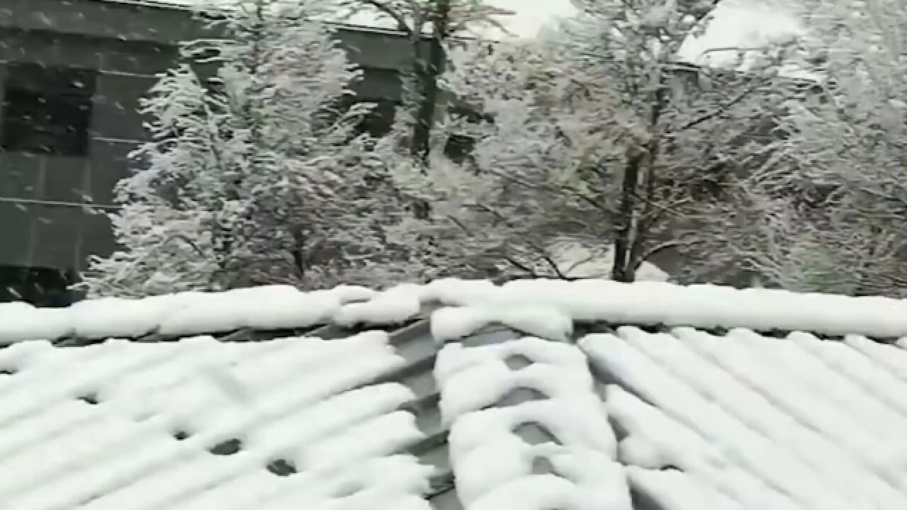 实拍!北京4月飞雪:雪花纷飞如鹅毛 皑皑白雪覆盖街道枝头