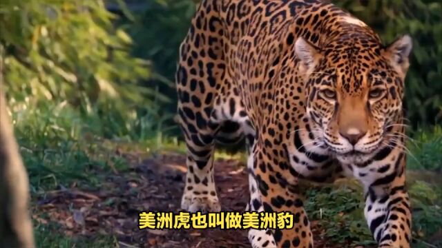 动物趣闻: 猫科中的全能冠军——美洲虎