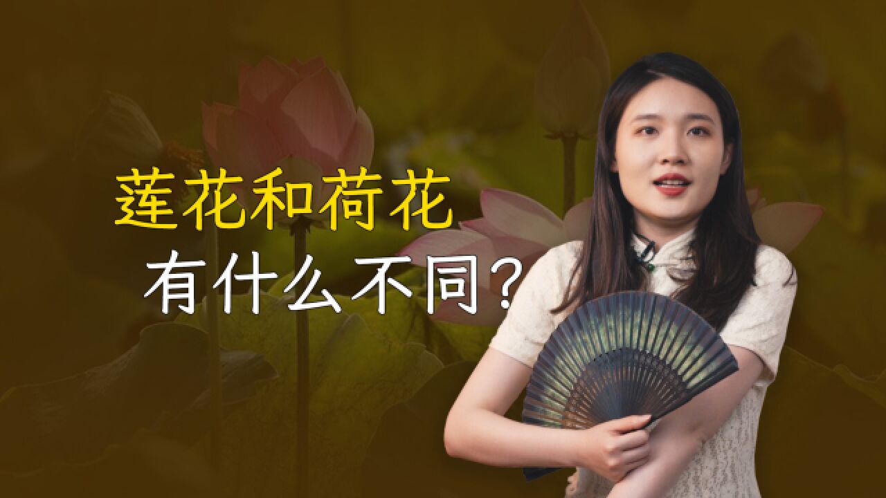 为啥佛教爱用莲花而不是荷花?这两种花有什么区别呢?