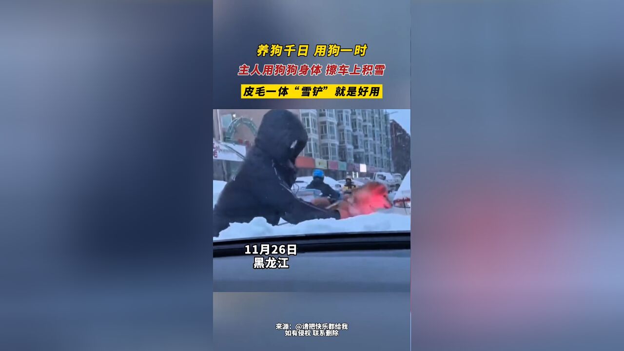 主人用狗狗身体 擦车上积雪