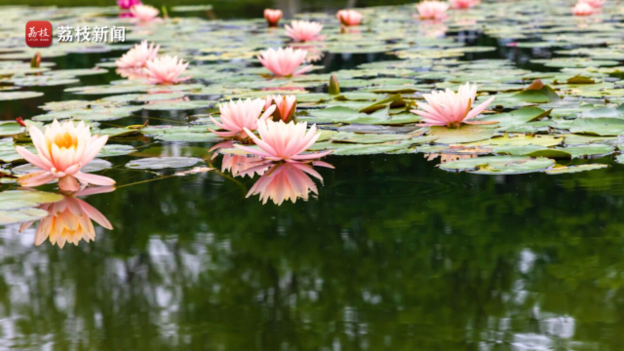 好运“莲莲”!延时摄影欣赏睡莲成片绽放