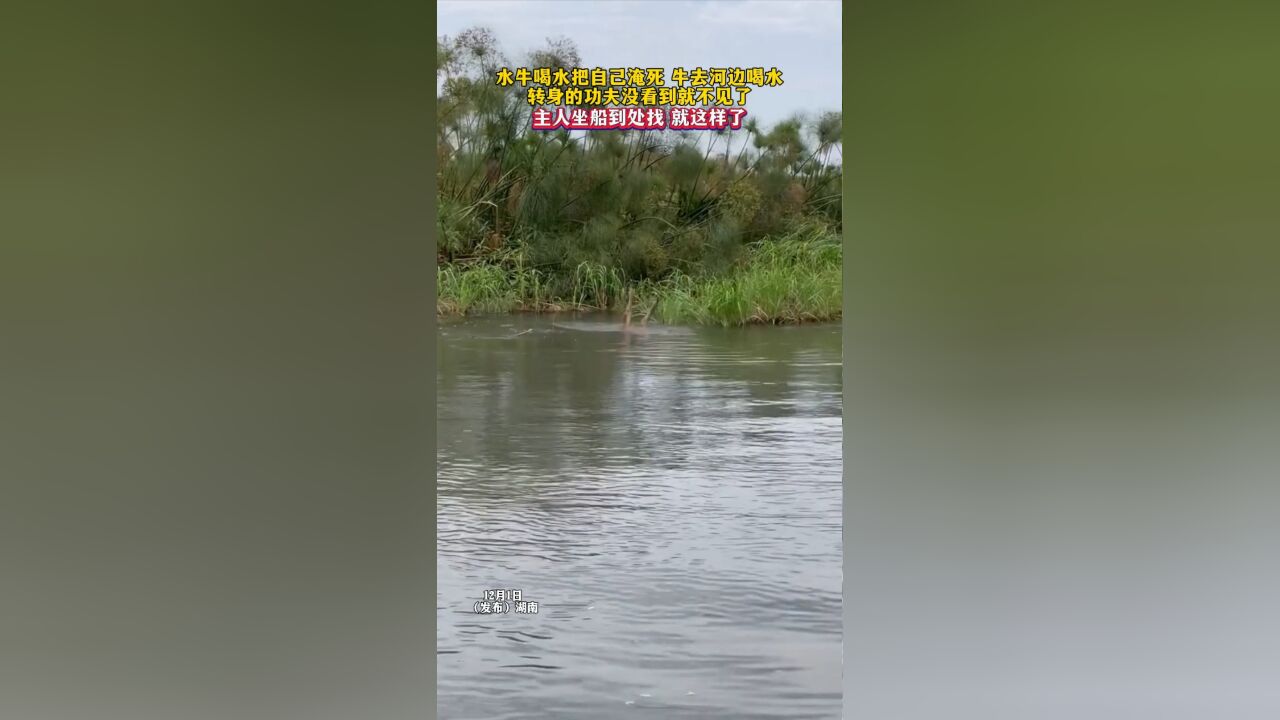 水牛喝水把自己淹死!牛去河边喝水,转身的功夫没看到就不见了,主人坐船到处找 就这样了