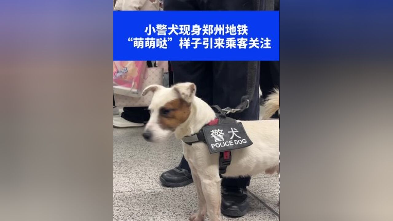 小警犬现身郑州地铁,“萌萌哒”样子引来乘客关注