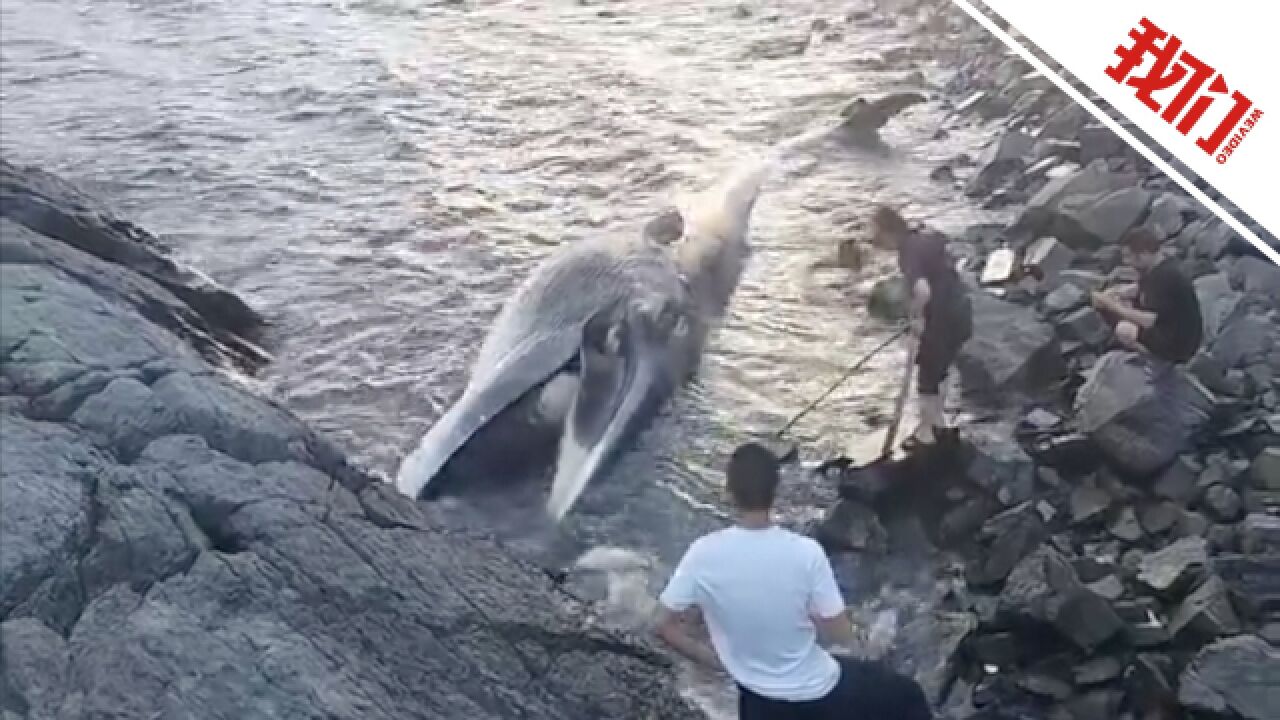 浙江台州一鲸鱼搁浅死亡:发现时已腐烂 当地设置警戒线值守