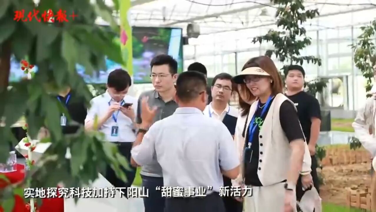 科技加码,阳山“甜蜜事业”焕发新活力