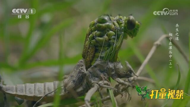 从水生生物变陆生生物!蜻蜓稚虫羽化成蜻蜓,来看蜕皮全过程