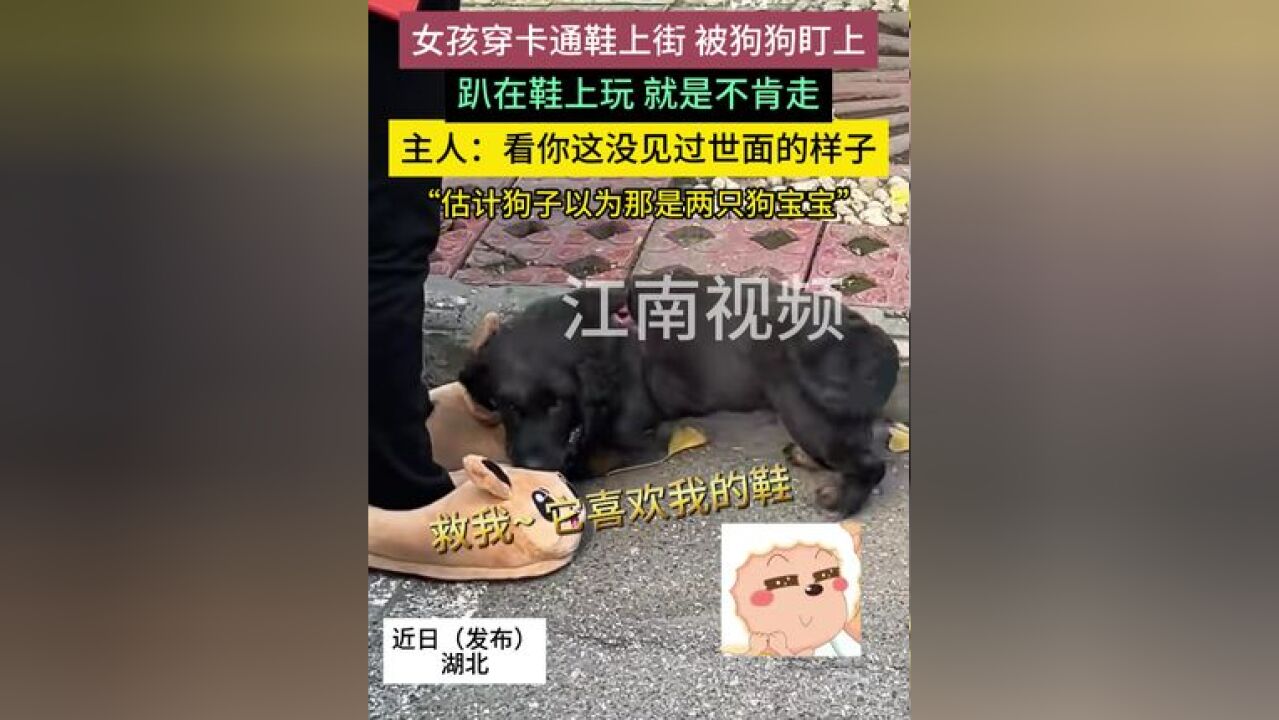 近日湖北,女孩穿卡通鞋上街 被狗狗盯上,“估计狗子以为那是两只狗宝宝”