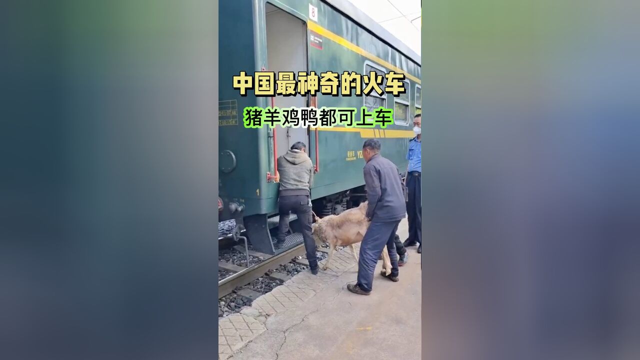 它是中国最神奇的火车,猪阿羊啊排队往里挤,角落全是鸡和鸭,也是中国最暖心的火车