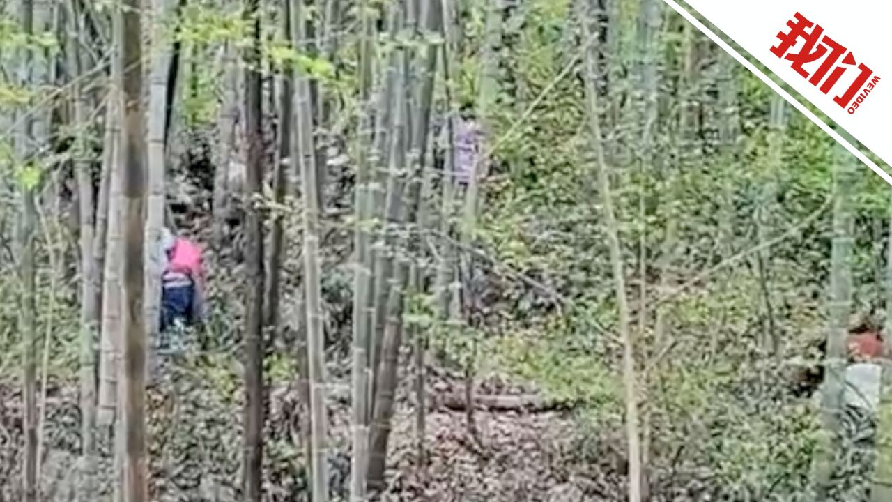 琅琊山景区有游客在竹林挖竹笋 景区:已拉起警戒线 将加强管理