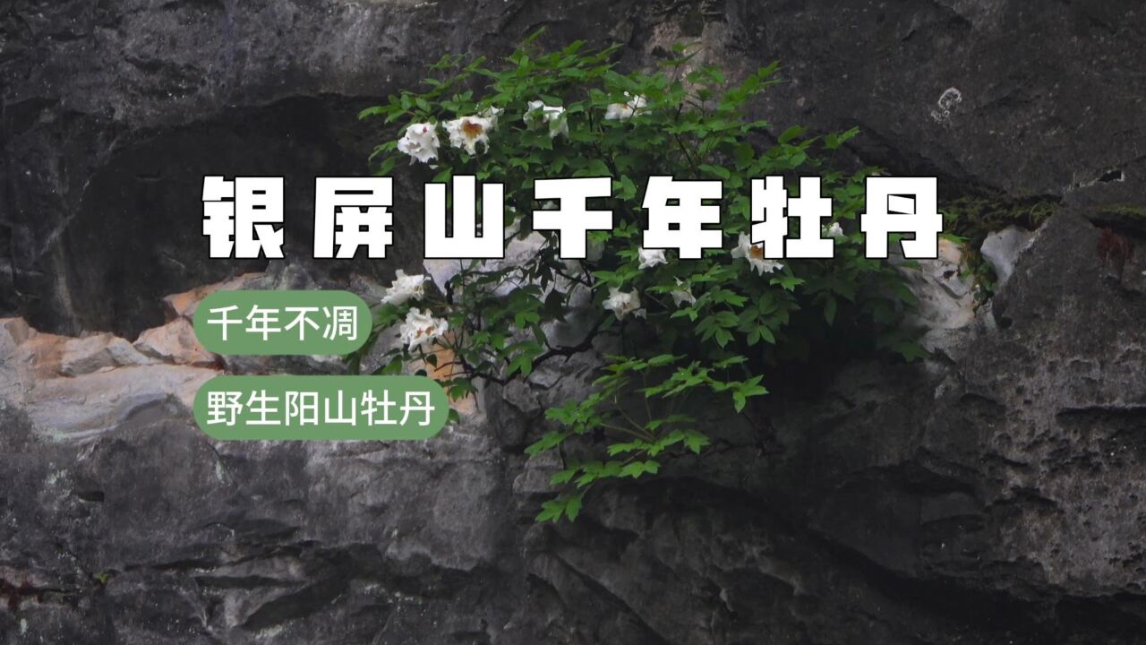 千年不凋的奇迹之花——银屏山古老的野生阳山牡丹