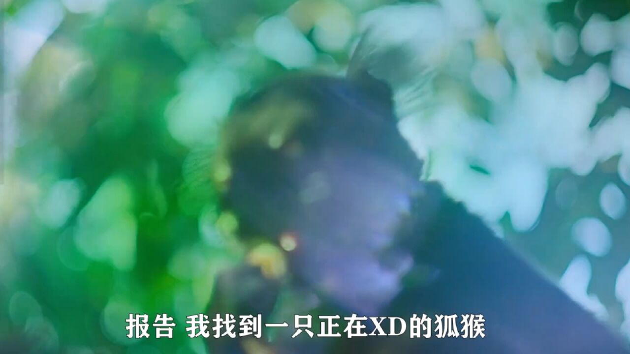 一只吸马陆上瘾的狐猴,饭后必须得来一根|纪录片