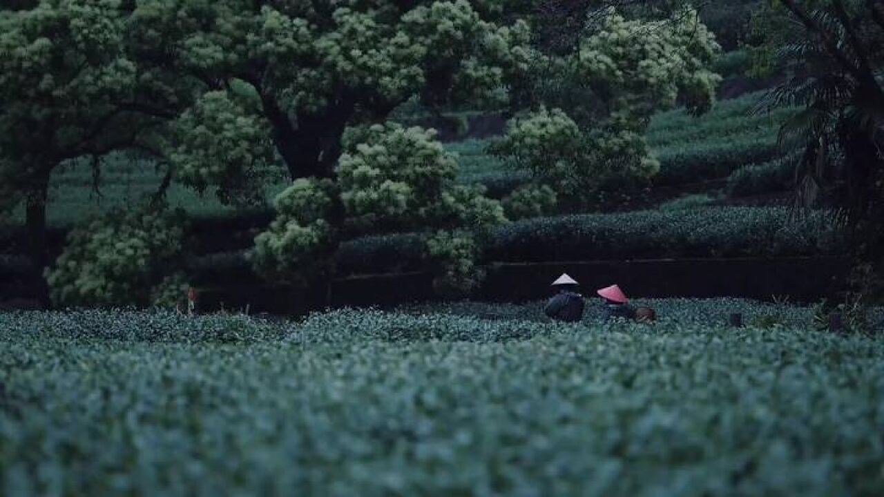 只此青绿,采茶工们和茶园组成了一幅春天画卷