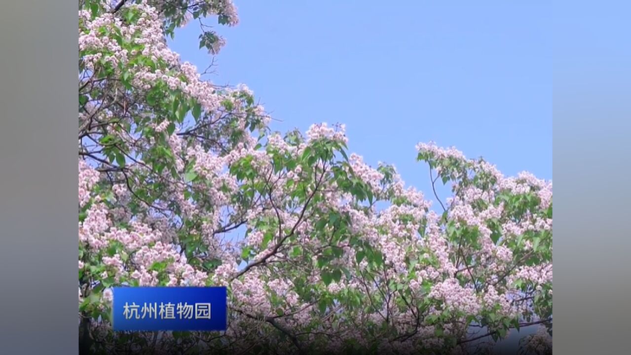 春天限定的美景 | 杭州植物园古楸树花期来袭,错过等一年哦