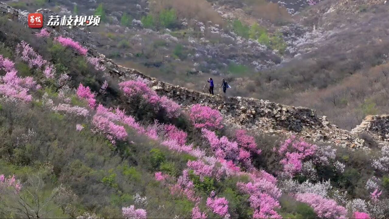 万紫千红!河北大营盘长城榆叶梅花开满山