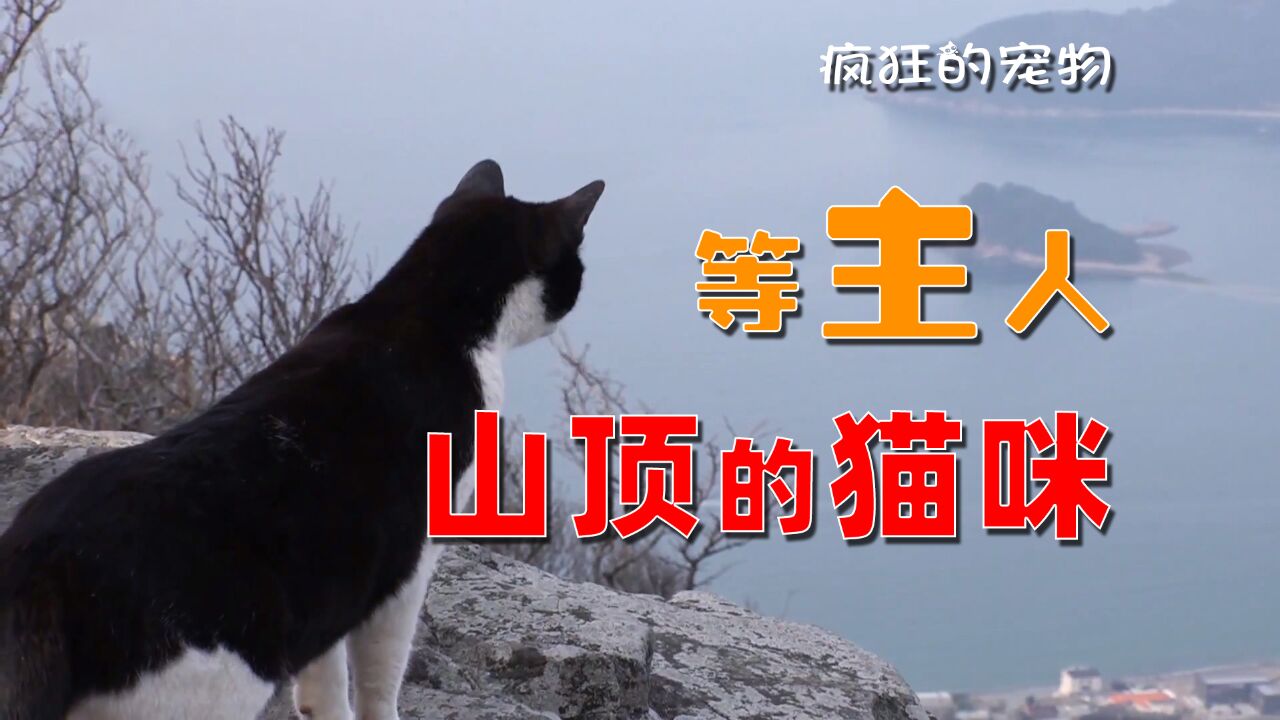 猫咪在山顶盼望了五年,只为等主人接它回家,故事温暖而又悲凉