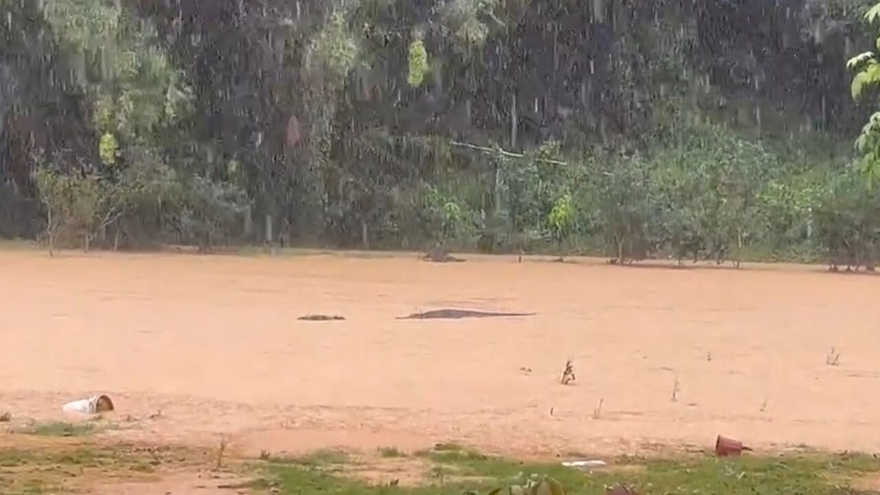 中山暴雨致一养殖场鳄鱼出逃 目前4条“越狱”鳄鱼已全部抓回