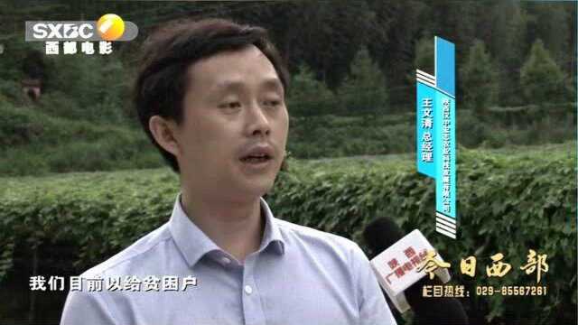 陕南汉中:西乡扶贫项目,带您了解种植基地的 金果果吊瓜子