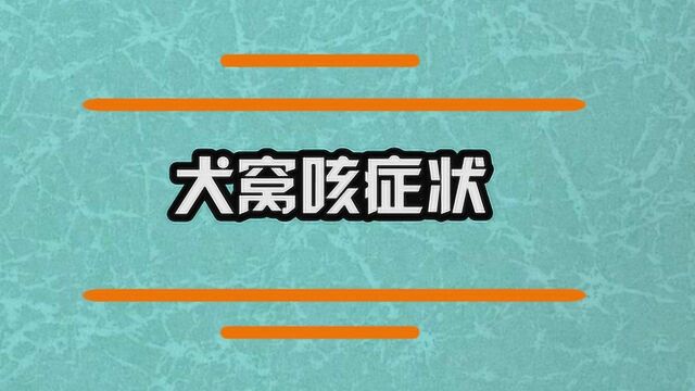 犬窝咳是什么?症状有哪些?