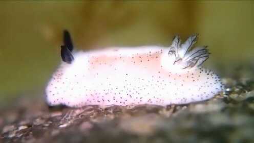 兔子生活在海里，你见过这样的海兔子吗，真的是太萌了！