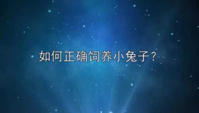 如何正确饲养小兔子?