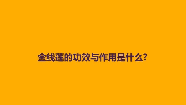 金线莲的功效与作用是什么?