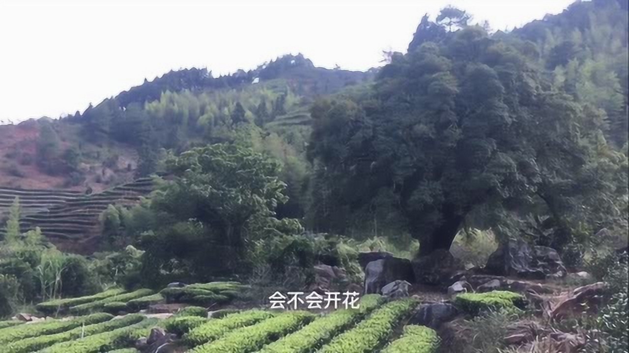 福建山村藏着千年桂花树 曾有人一小棵卖数万元