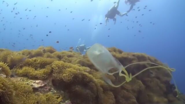 世界上最毒水母,澳洲箱水母杀人仅需30秒,毒素足以让60人丧命