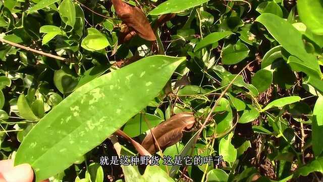 祛湿野货“土茯苓”这棵长势很不错,看看能挖得多少