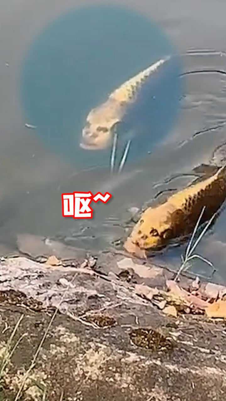 湖中现人面鱼吓坏游客养殖户别怕这是人面锦鲤