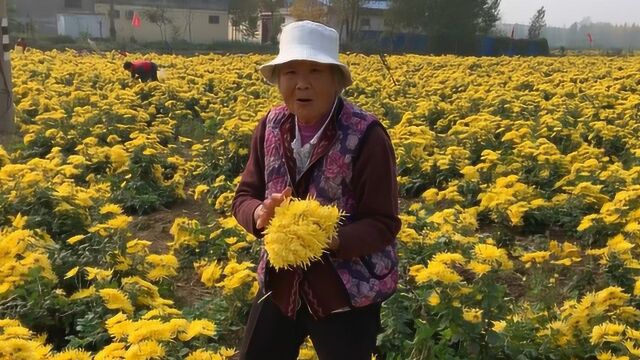 实拍:山东济宁种植几百亩菊花,一麻袋菊花能挣多少钱?听大娘说