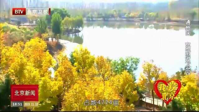 金秋的北京东郊湿地公园 有着无与伦比的美丽