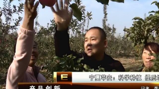 宁夏苹安:科学种植⠠提质增效