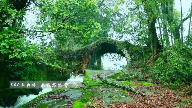 江西抚州金溪旅游2018新版宣传片古村华夏香都