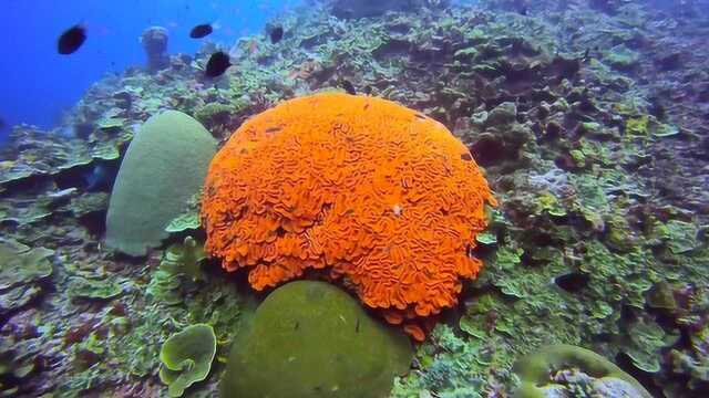 保护得最好的海洋,巴布亚新几内亚的海底生物,花样的海洋动物